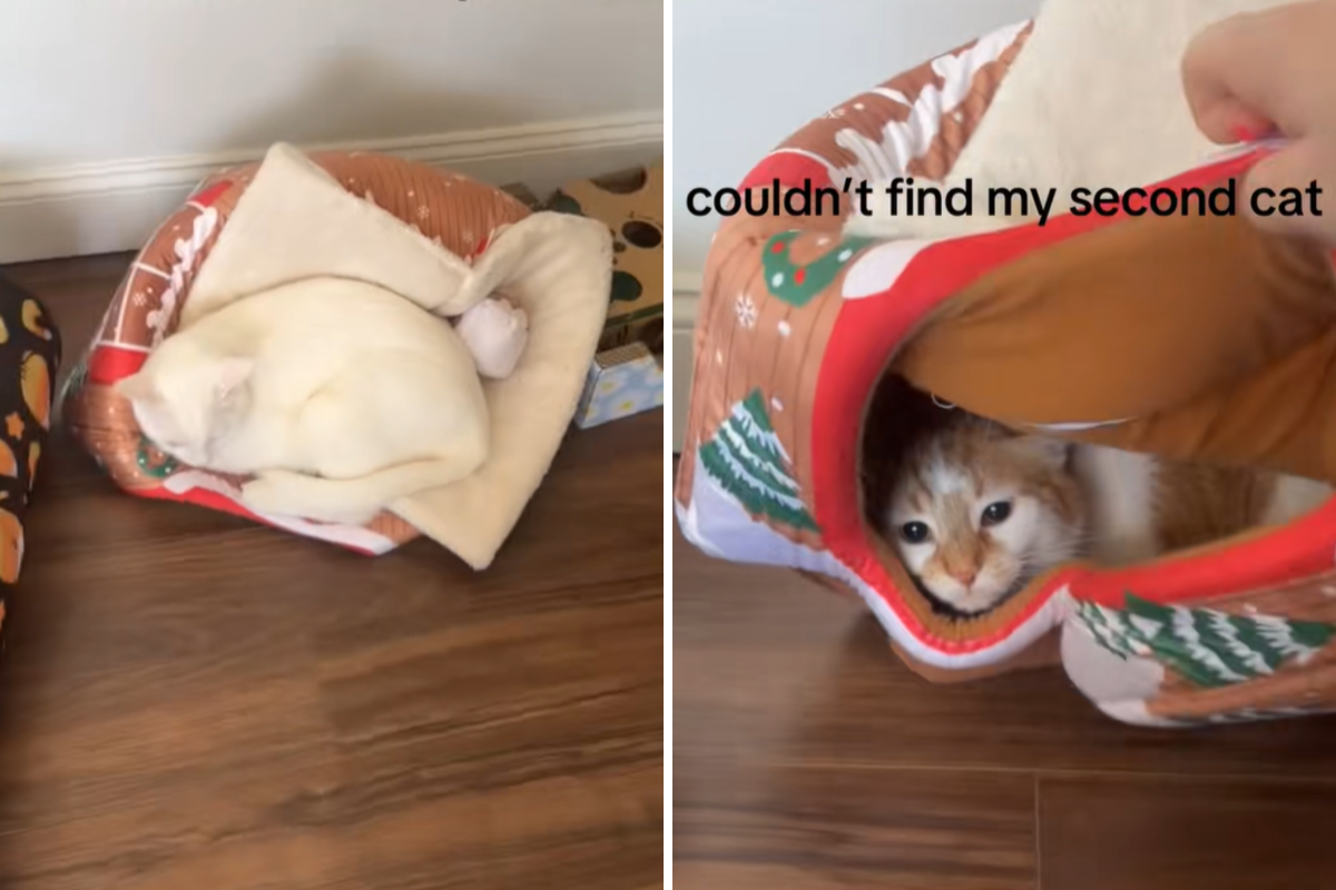 El gato desaparece en casa y su dueño queda atónito por lo que descubre debajo de la cama