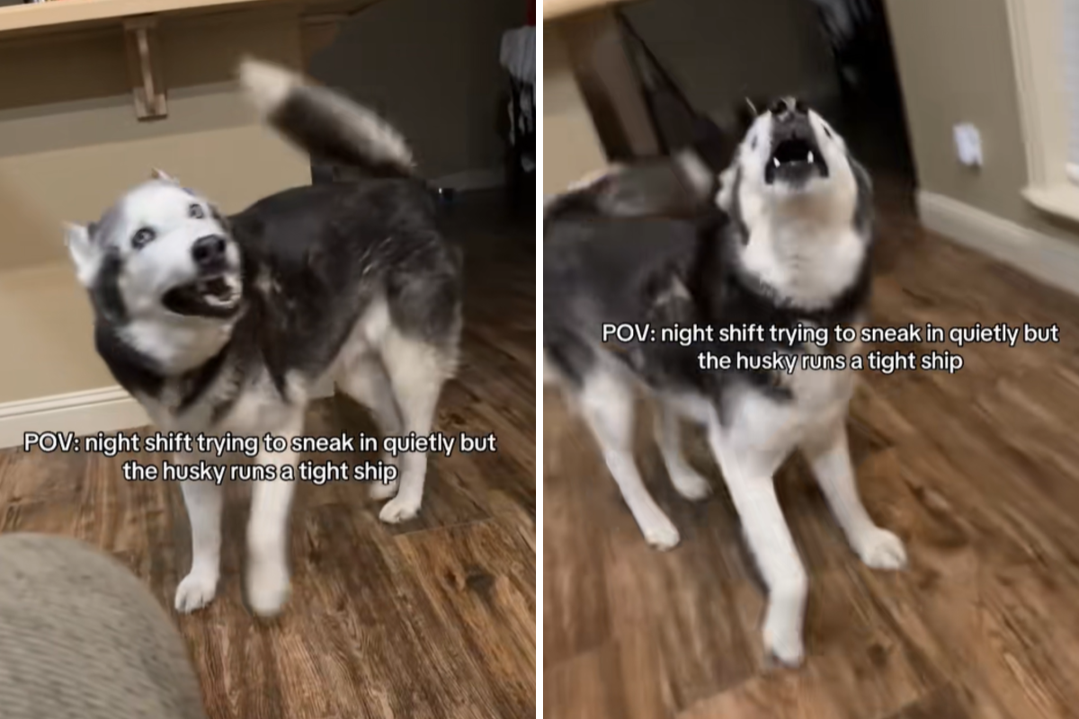 La enfermera regresa tranquilamente a casa a las 2 de la madrugada, pero Husky «se comporta muy bien»