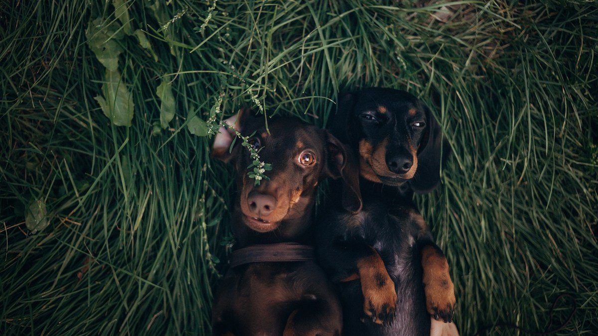 Mini Dachshund se encuentra con su mejor amigo en el parque: la reacción lo dice todo