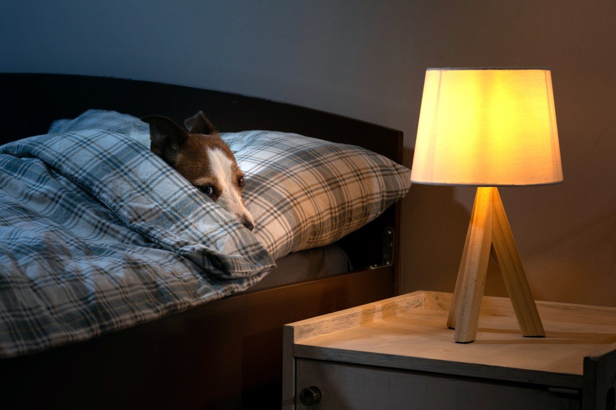 El veterinario revela rasgos comunes en casa que pueden poner ansioso a tu perro