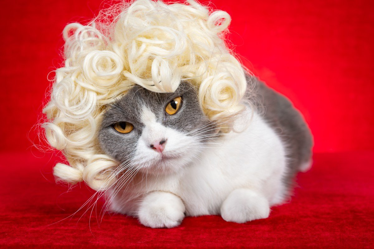 Un gato se da cuenta de que su hermano tiene un nuevo peinado y reacciona histéricamente: «retrocede»