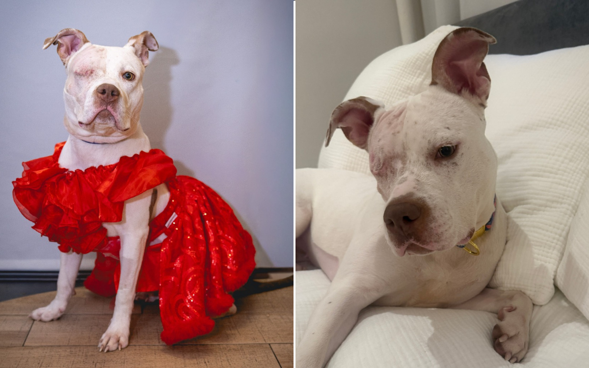 Perro de refugio ignorado durante meses después de perder un ojo, luego todo cambió