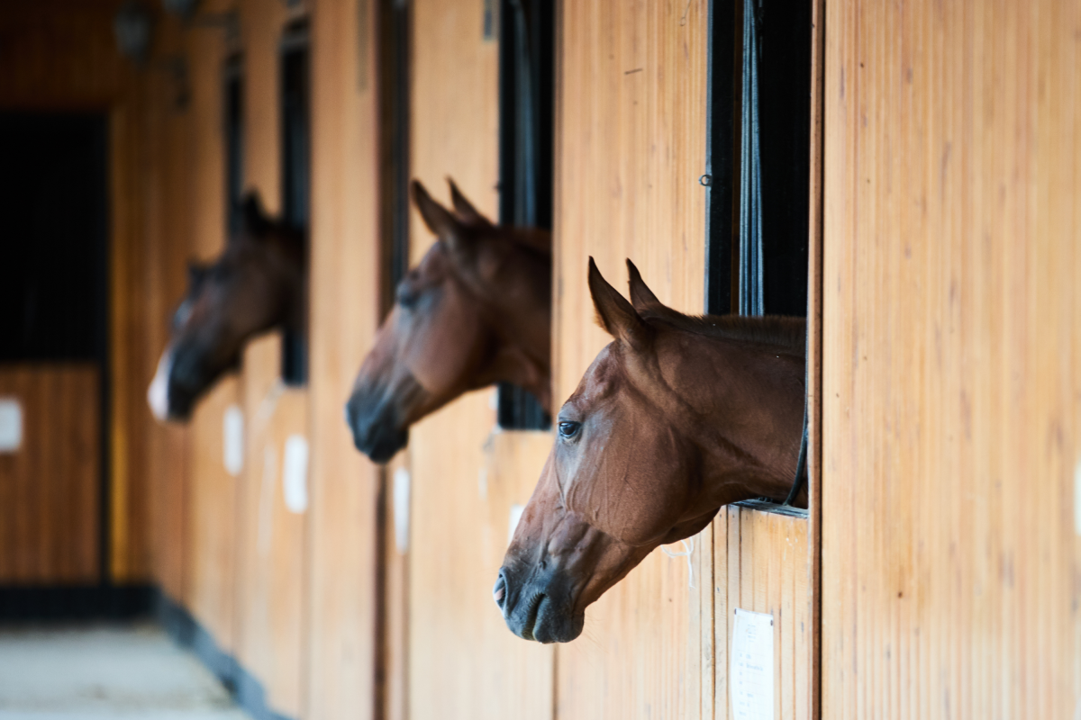 Kelsey Domer: campeona de rodeo lamenta la muerte de su hija de 3 años