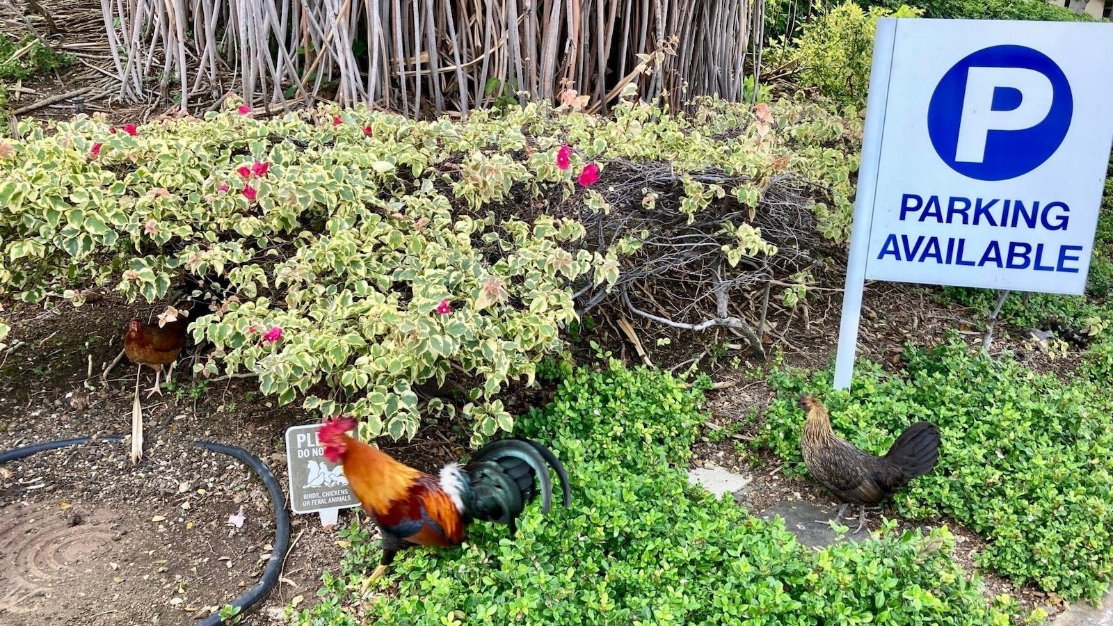 A los residentes de Hawái, hartos de la cosecha temprana y del picoteo agresivo, se les permite matar pollos salvajes