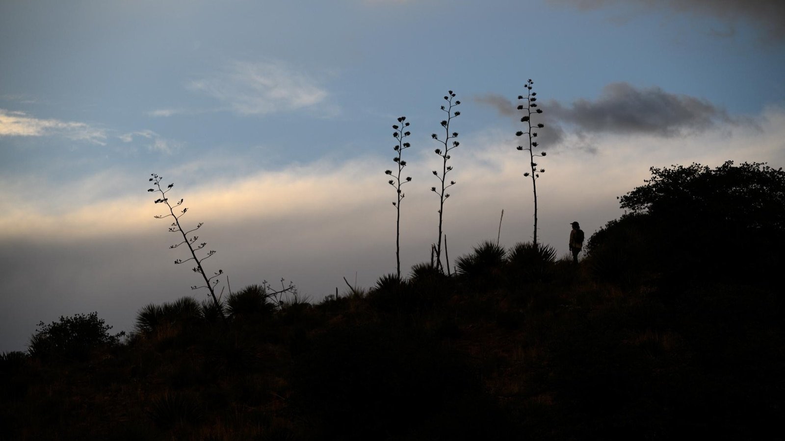 ¡Agave o busto! Murciélagos mexicanos de nariz larga viajan al norte en busca de dulce néctar