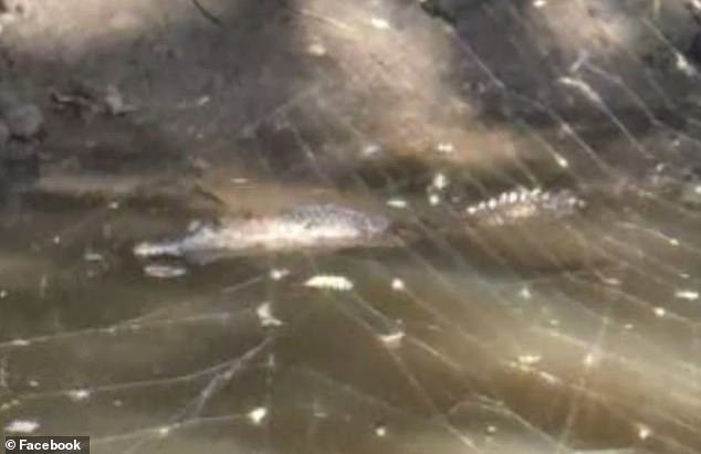 Momento aterrador: se ve un cocodrilo en un estanque detrás de los suburbios de Bunnings, a más de 1.000 kilómetros de casa