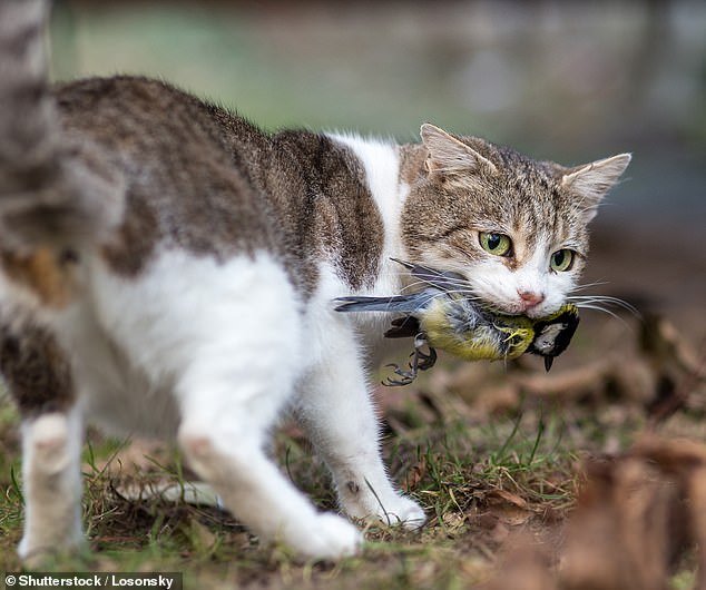 La dura medida de Australia para proteger su fauna nativa única, pero millones de amantes de los gatos australianos están desconsolados: «Que se extingan»