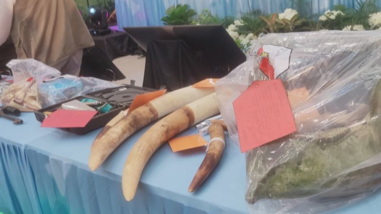 Sindicato de cazadores furtivos de elefantes salvajes arrestado, asesinado a tiros y vendido marfil desde 2024