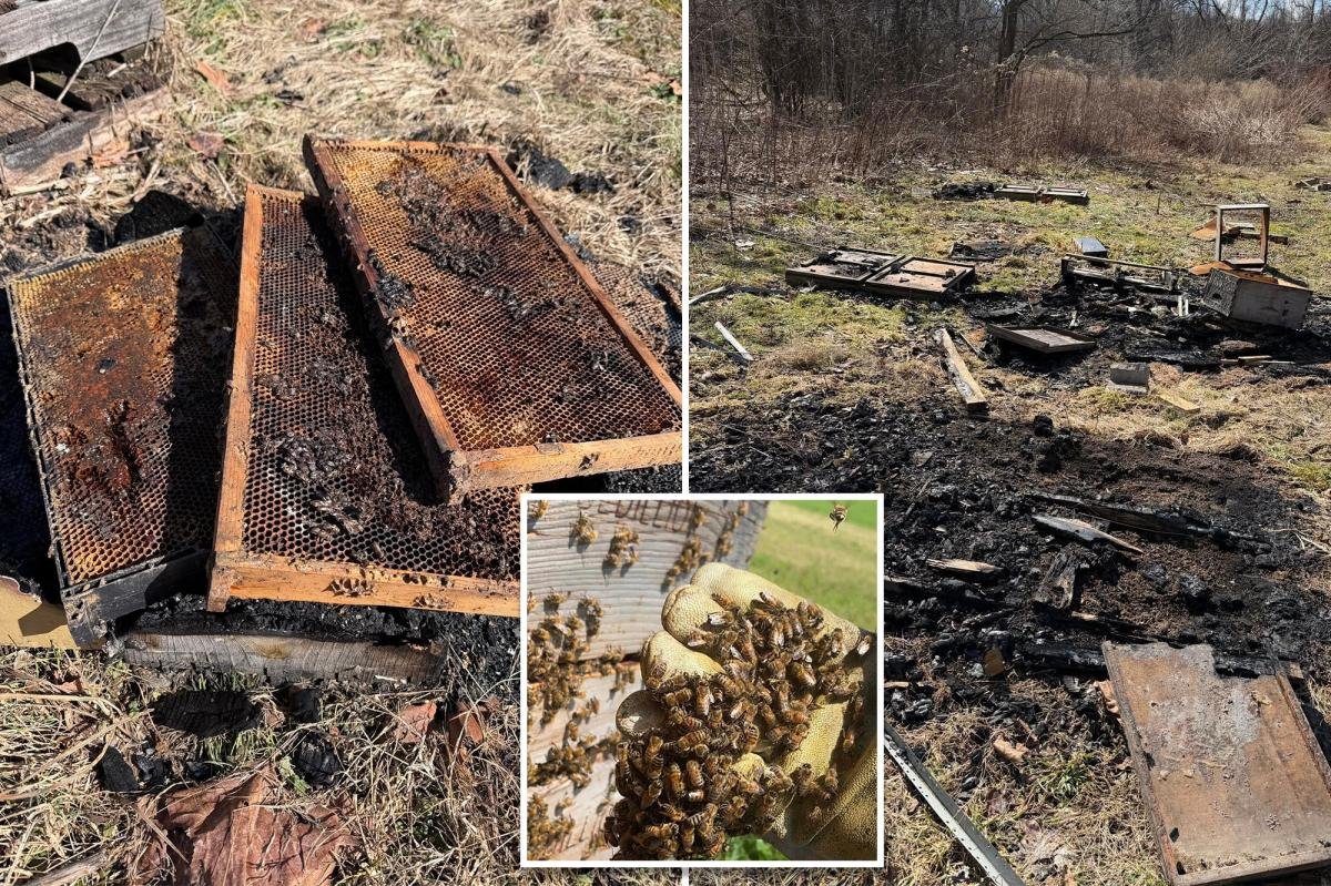 Un incendio ‘deliberado’ mata a 50.000 abejas en una granja familiar de Pensilvania